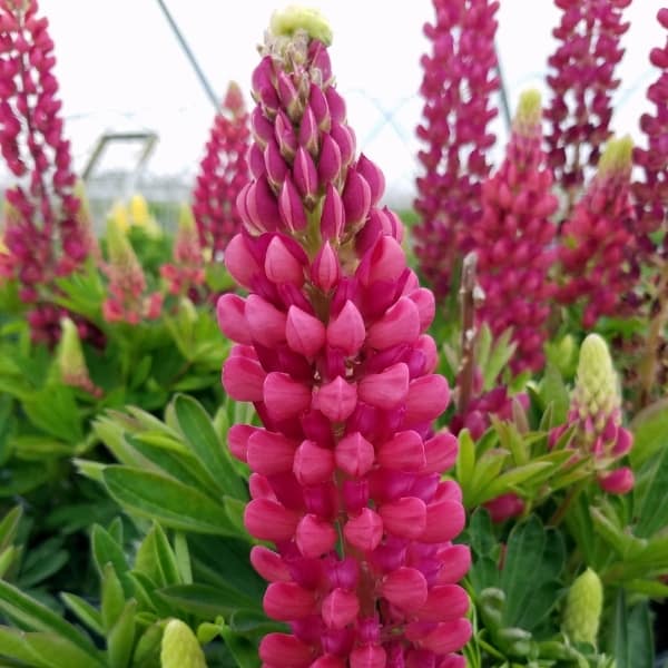 Lupinus mini Gallery Red - лупина ниска  червена  (1557)